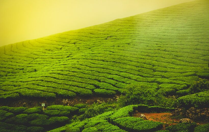 3 Days Honeymoon Special Munnar Tour Package