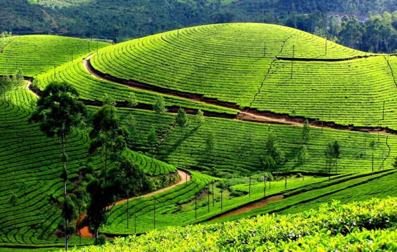 4 Days Munnar, Kumarakom Tour Package