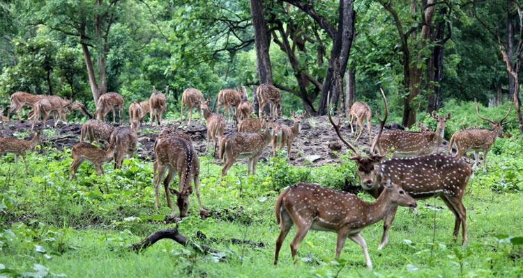 3 Days Mudumalai Tour Package