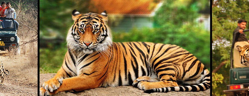 5 Days Delhi, Agra, Jaipur & Ranthambore Tour Package