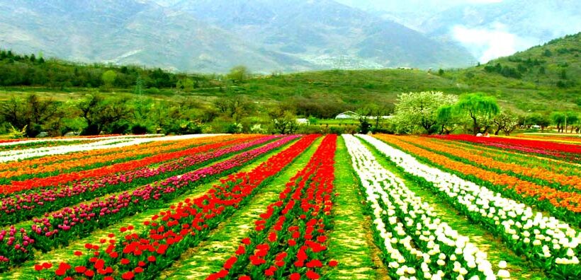 5 Days Kashmir, Srinagar Tour Package